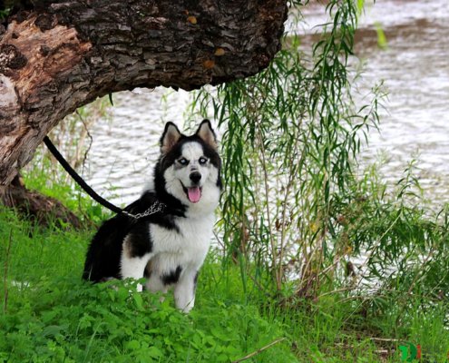 PHOTO GALLERY - Chihuahua bacaburiachi boba river