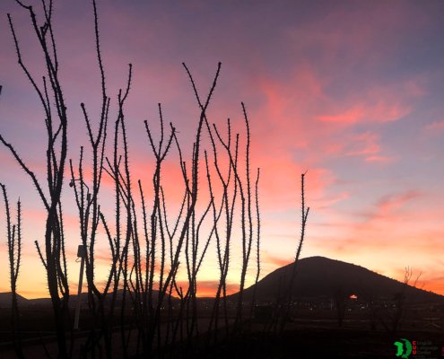 PHOTO GALLERY - Chihuahua red sky