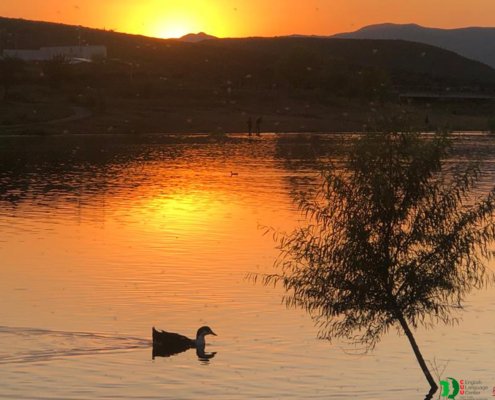 PHOTO GALLERY - Chihuahua rejon sunset duck